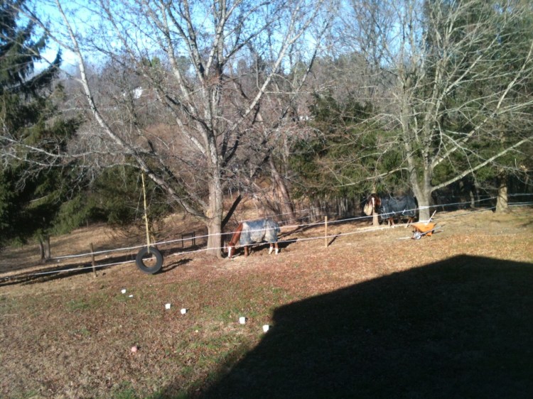 Batts and Hayley attacking their morning hay. 