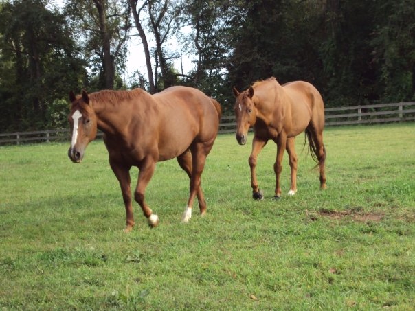 10392232_530902126275_5372662_n