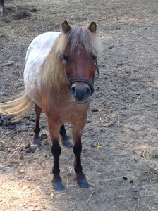 Cutest pony in the world