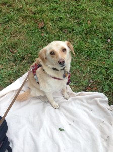 Hermione's 3rd cross country day at Fair Hill