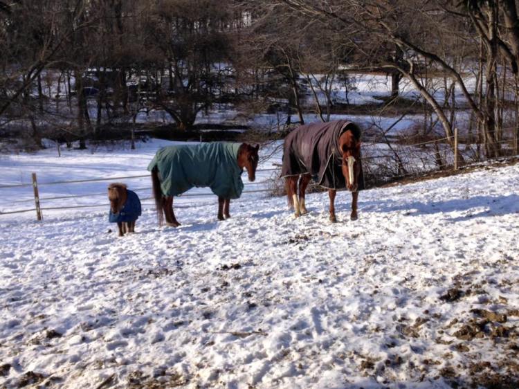 12705495_993700699225_7565278659273434028_n