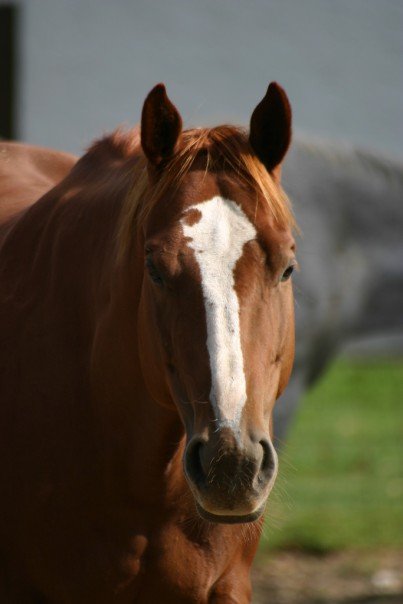 1910105_508162536595_627_n