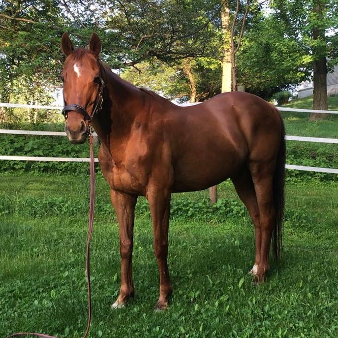 13307290_10100119819098915_2743724810226984892_n