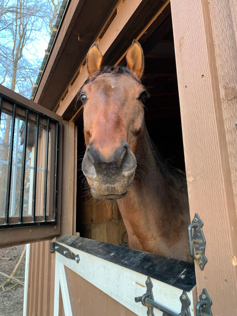 Nay Nay-face looking out his stall door