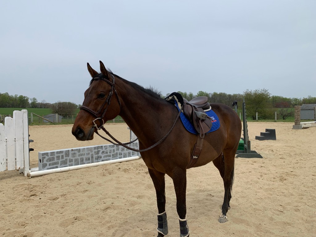 Nay Nay in outdoor ring