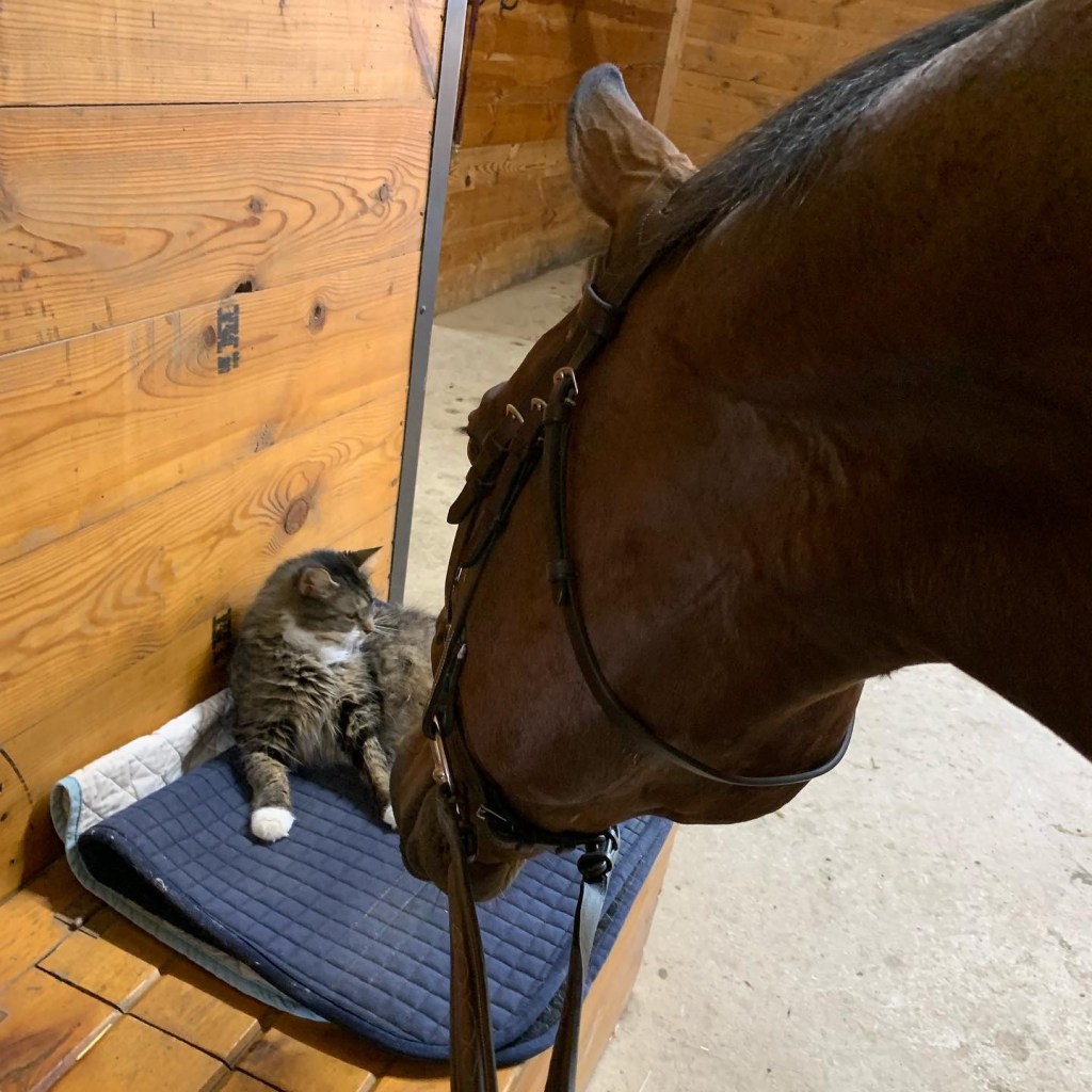 Nay spooking at a cat