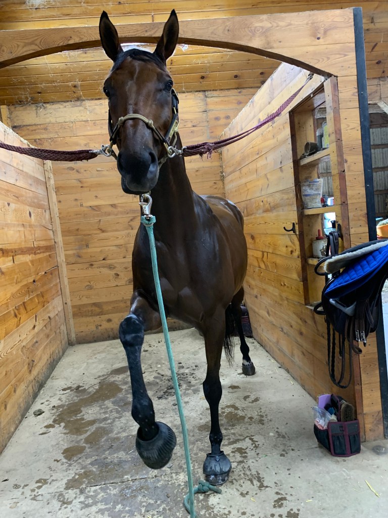 Nay in cross ties pawing as usual