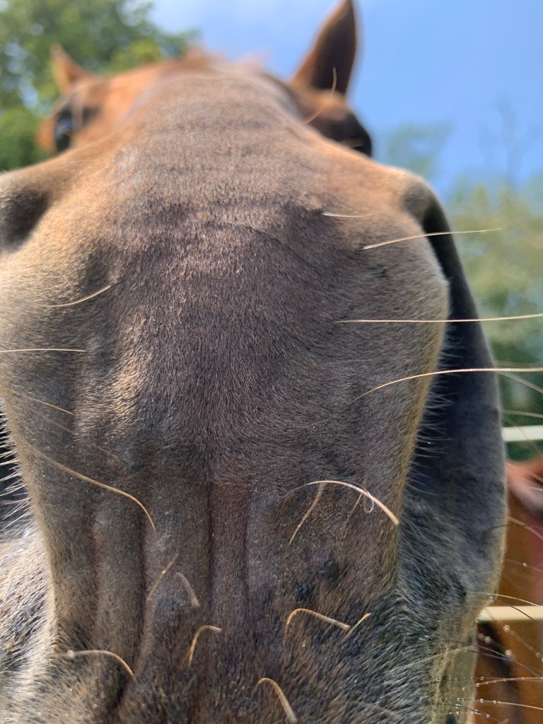 close up of Subi's nose