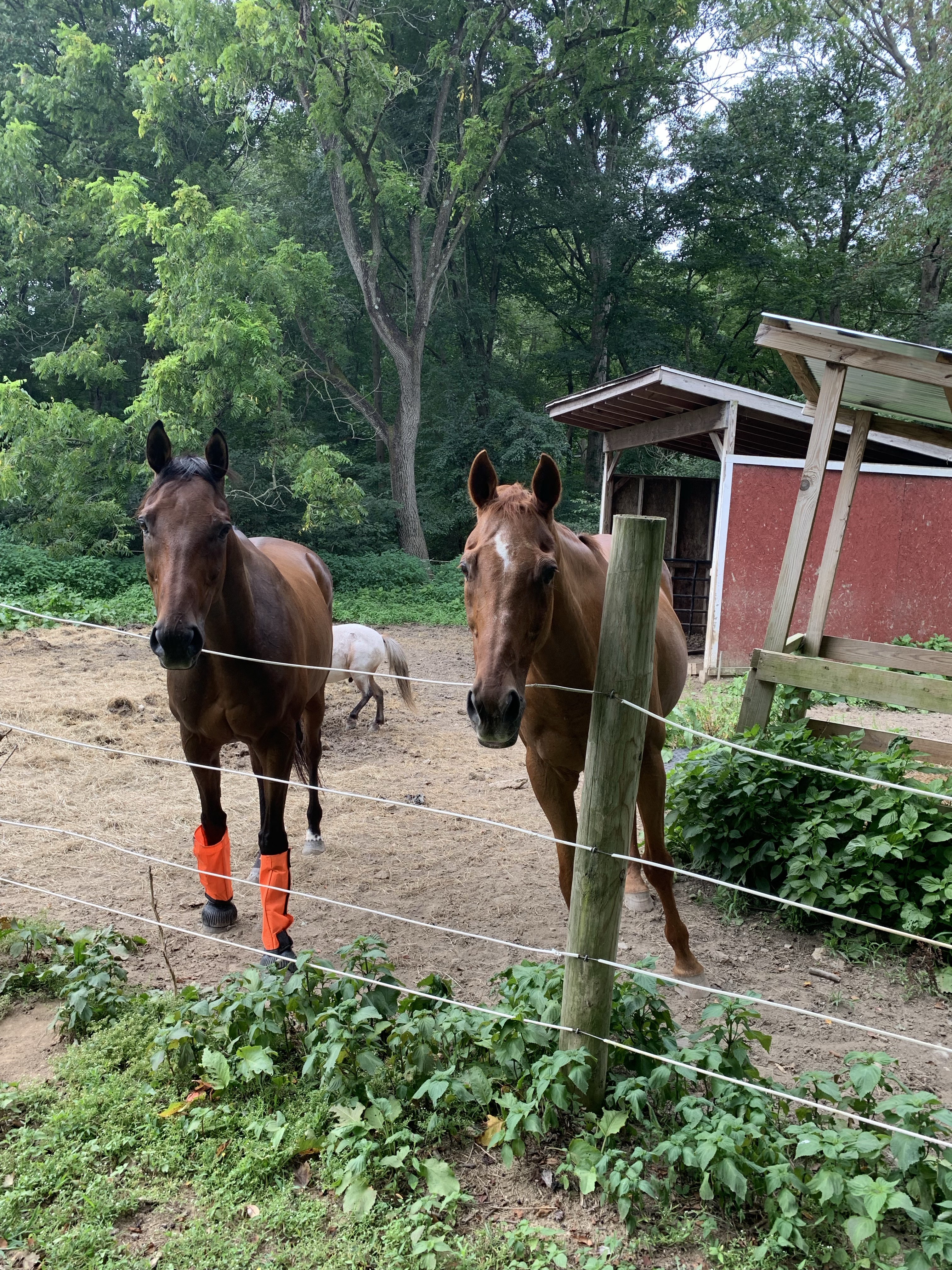 Subi and Nay Nay by fence in paddock