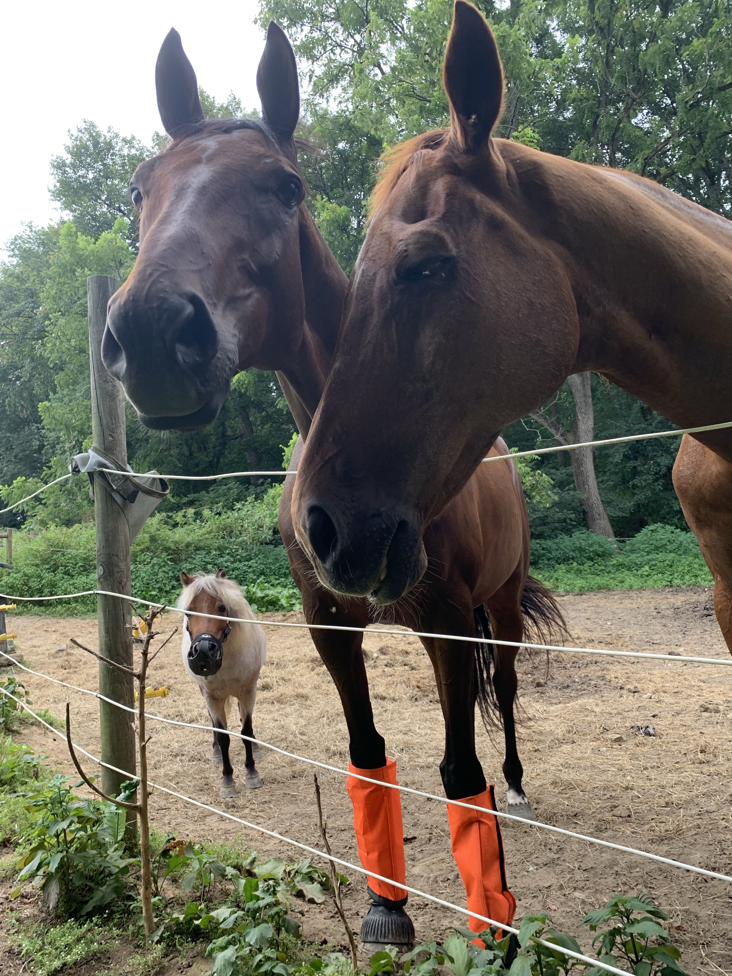Jiminy, Nay Nay, and Subi by fence in paddock