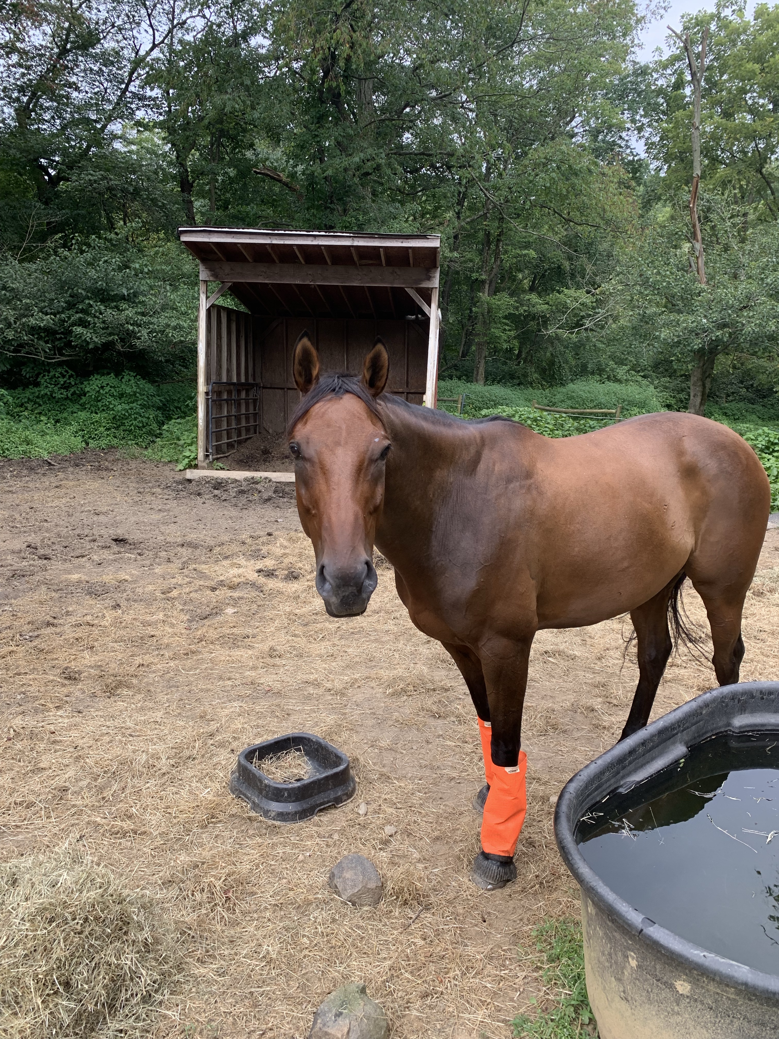 Nay Nay by water trough