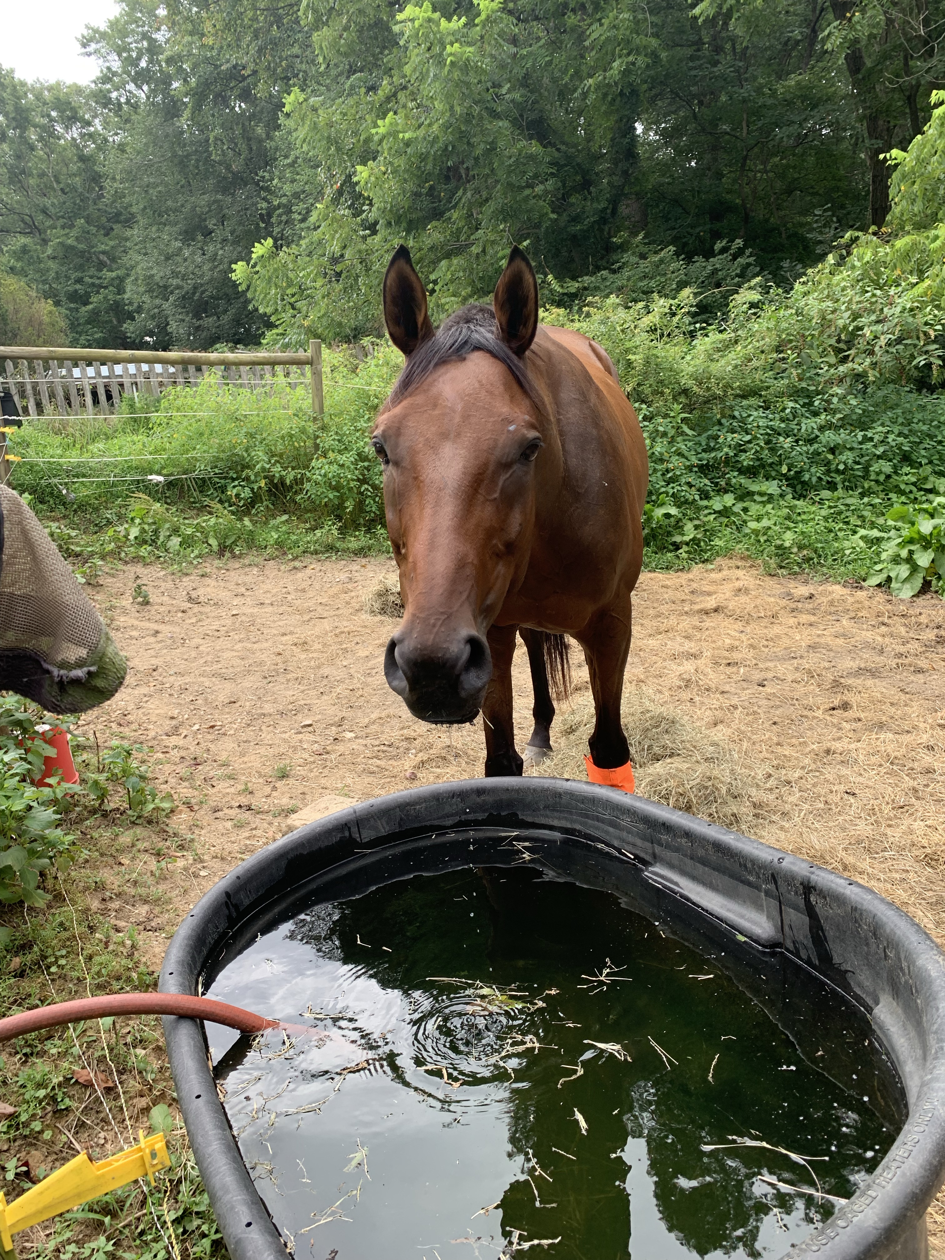 Nay Nay by water trough
