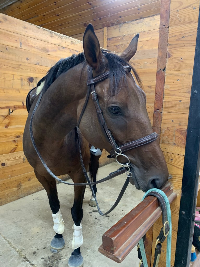 Nay Nay resting his head on a saddle rack