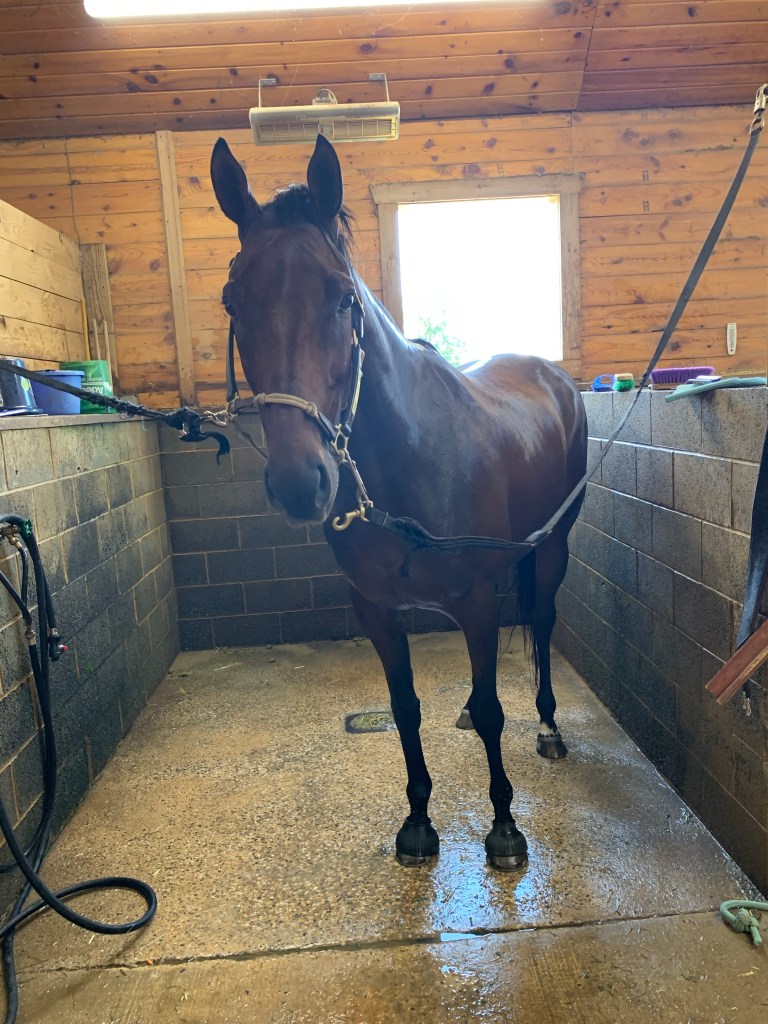 Post ride bath looking like a goat