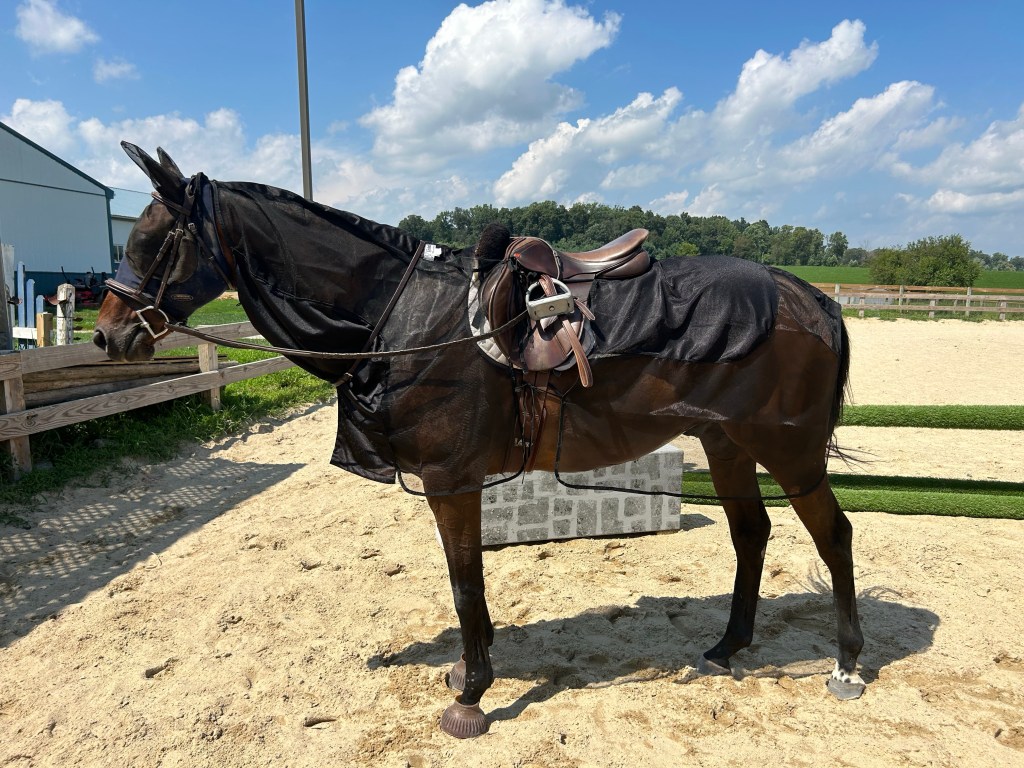 Nay (bay thoroughbred) covered in his riding fly sheet and a fly mask